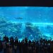Scuba diving in an aquarium with sharks