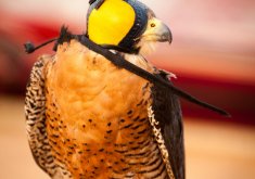 Falconry and Wildlife Safari