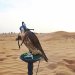 Falconry and Wildlife Safari