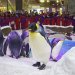 Penguins Show