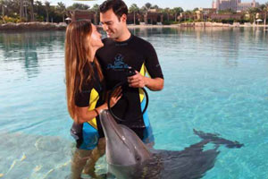 Dolphin Proposal